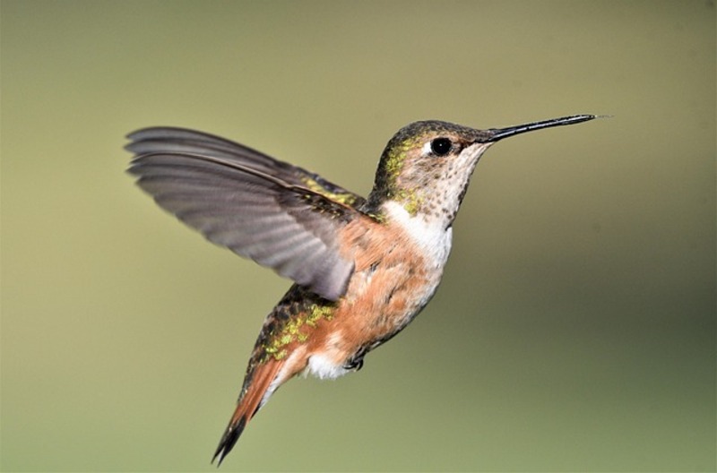 A colorful hummingbird hovering near a flower